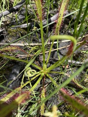 Drosera capensis