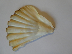Pecten