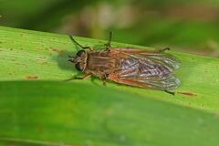 Anabarhynchus kosciuskoensis