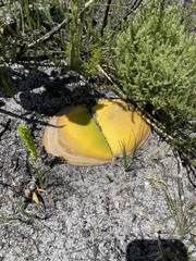 Haemanthus sanguineus
