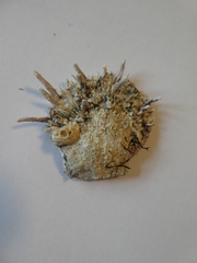 Spondylus gaederopus