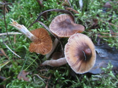 Cortinarius casimirii