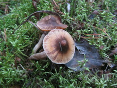 Cortinarius casimirii