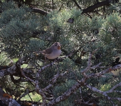 Pyrrholaemus brunneus