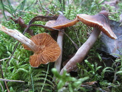 Cortinarius casimirii
