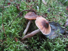Cortinarius casimirii