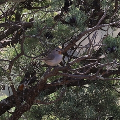 Pyrrholaemus brunneus