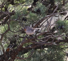 Pyrrholaemus brunneus