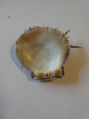 Spondylus gaederopus