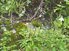 Stenoglottis fimbriata