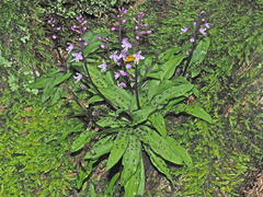 Stenoglottis fimbriata