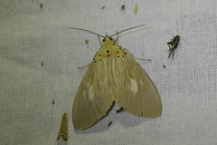 Asota plaginota