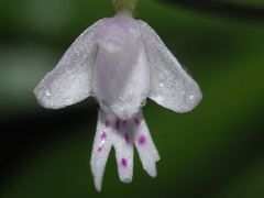 Stenoglottis fimbriata