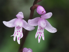 Stenoglottis fimbriata