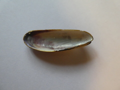 Lithophaga lithophaga