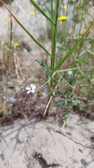 Pelargonium senecioides