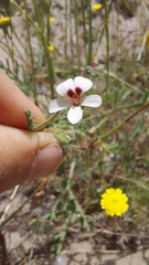 Pelargonium senecioides