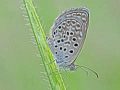 Actizera lucida