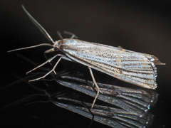 Aurotalis nigrisquamalis