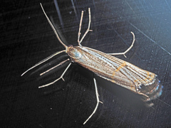 Aurotalis nigrisquamalis