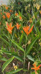 Heliconia psittacorum