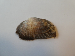 Barbatia barbata