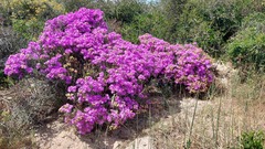 Lampranthus stipulaceus