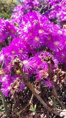 Lampranthus stipulaceus