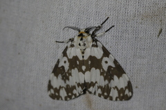 Lymantria atemeles