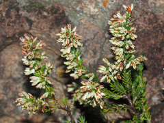 Erica caffrorum