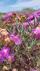 Lampranthus stipulaceus