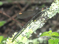 Allocnemis leucosticta