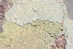Pertusaria pluripuncta