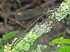 Allocnemis leucosticta