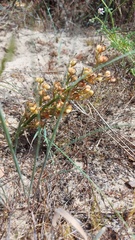 Wachendorfia multiflora