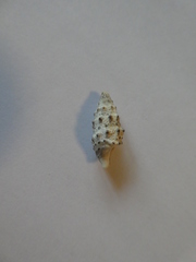Cerithium