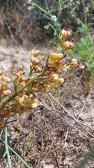 Wachendorfia multiflora