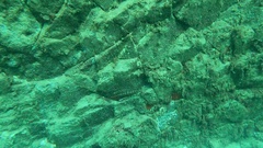 Aulostomus strigosus