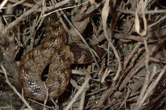 Macroprotodon brevis