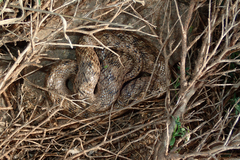 Macroprotodon brevis