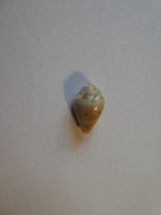 Conus ventricosus