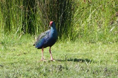 Porphyrio madagascariensis