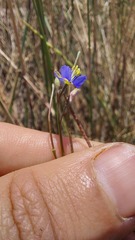 Heliophila digitata