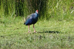 Porphyrio madagascariensis