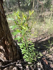 Persoonia sericea