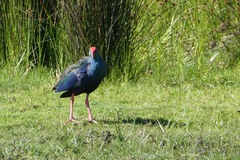 Porphyrio madagascariensis