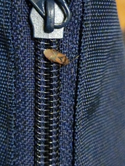 Arocatus melanocephalus