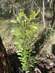 Persoonia sericea