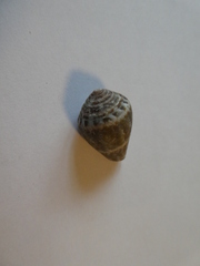 Conus ventricosus