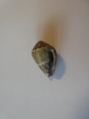 Conus ventricosus